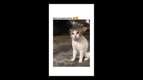 funny cats actors