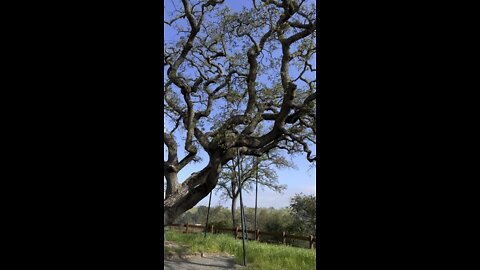 Old Oak on Struts