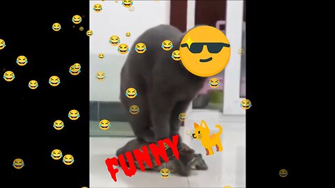 Very Funnyest cats 🐈 in the video 😂🤣