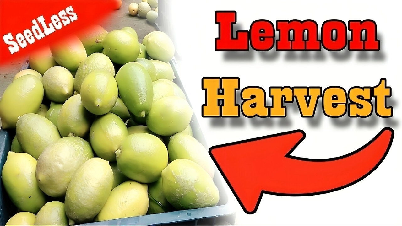 Lemon Harvesting | Seedless Lemon Farming Video by Notun Luxury