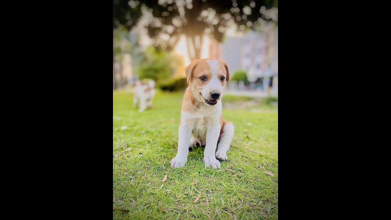 Adorable puppies playing vedio .