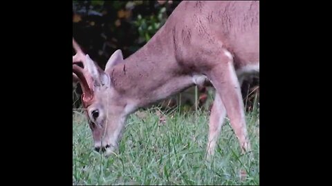 nice Georgia buck