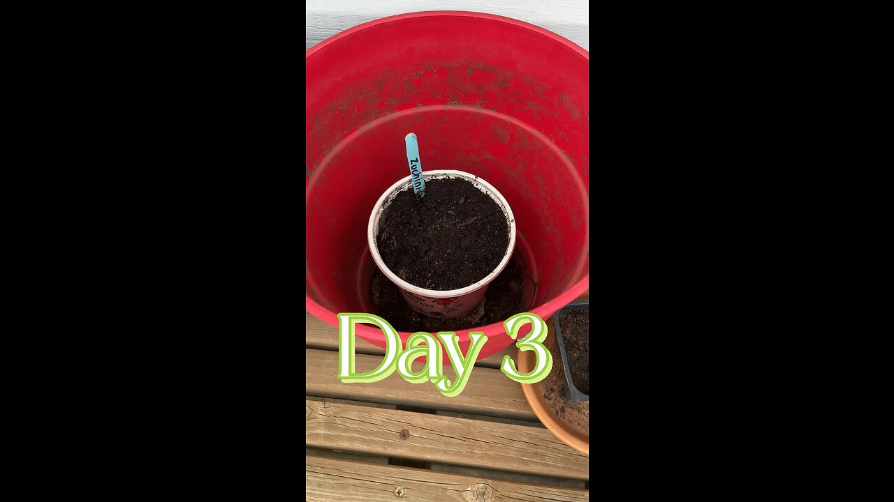 Day 3 of our deck gardening