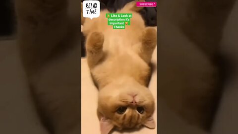 cute cat videos 😹 funny videos 😂 1157😻 #shorts