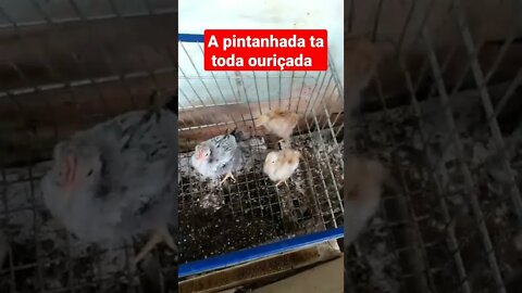 a pintanhada tá toda ouriçada