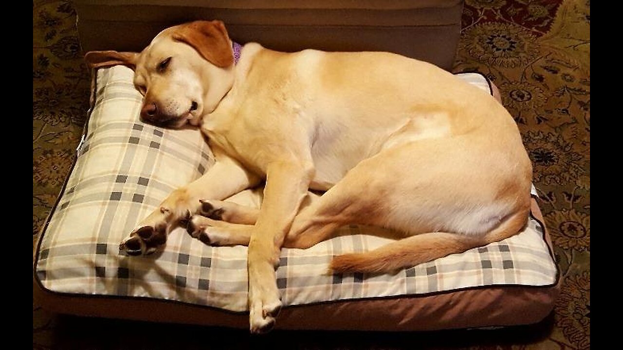 MyPillow Dog Beds