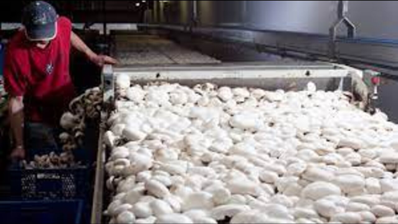 How to Harvest Million Mushroom with Machine - Modern Mushroom Farm, Mushroom cultivation Technology