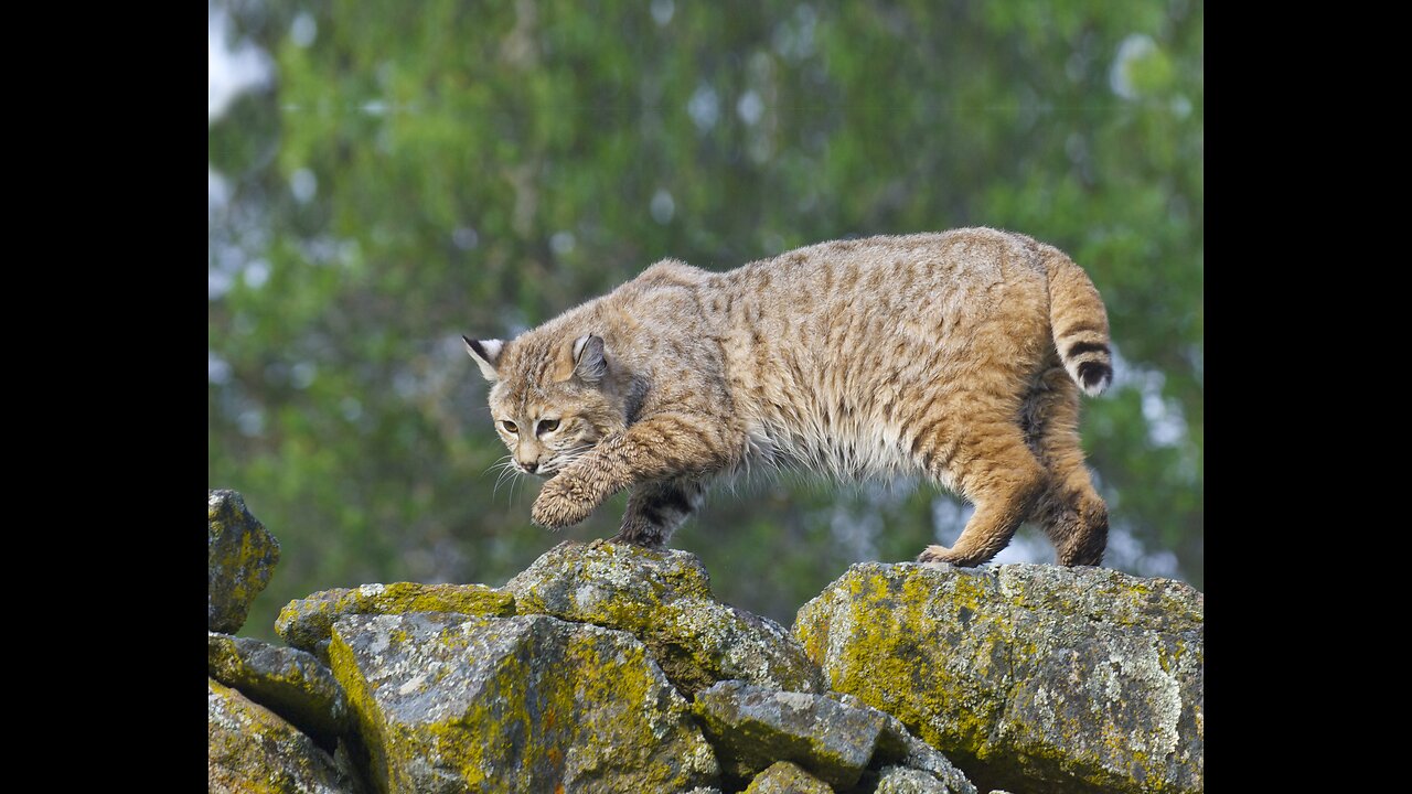 An adult cat who does the walking upright when he sees a kitten cat