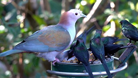 CatTV: Sulawesi Green Imperial pigeon and Metallic Starling
