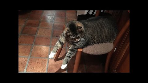 😻😹 Hilarious Cat Antics: Compilation №30