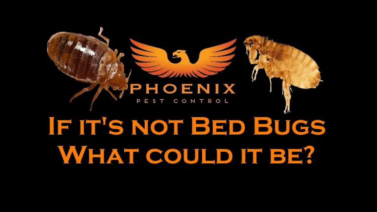 Bug Bites If it's not Bed Bugs what is it? Delusional Parasitosis and Folie a' Deux #whatbugsme