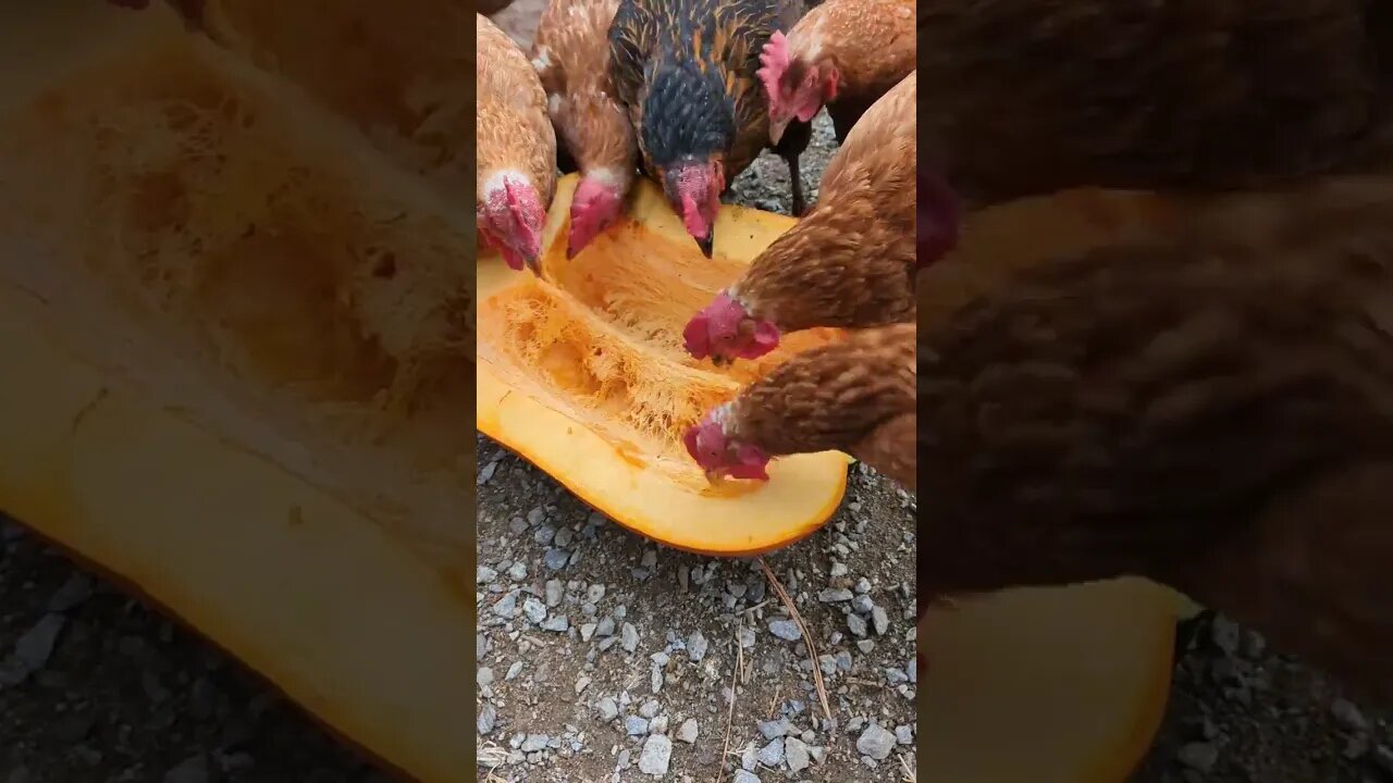 #chickens #homesteading #farmlife