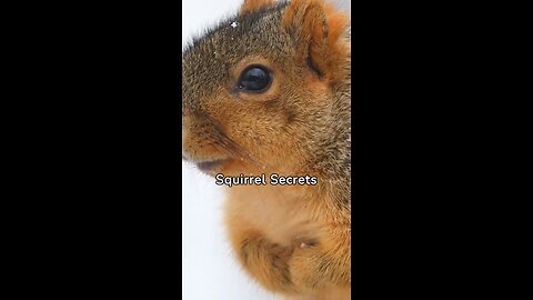 Facts about squirrels