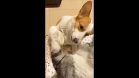 Cat and dog boxing😹🐶🐱