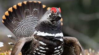 SPRUCE GROUSE - Ave Silvestre do Canadá - Pássaros Mansos