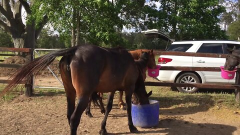 Feeding time on a very windy day. Interesting to watch the horses cluster together