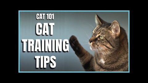 CATS 101 : Basic Cat Training Tips