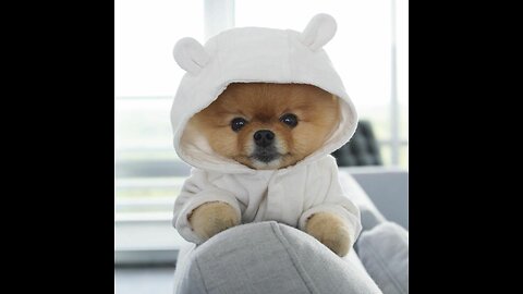 Cute dog puppy fluffy