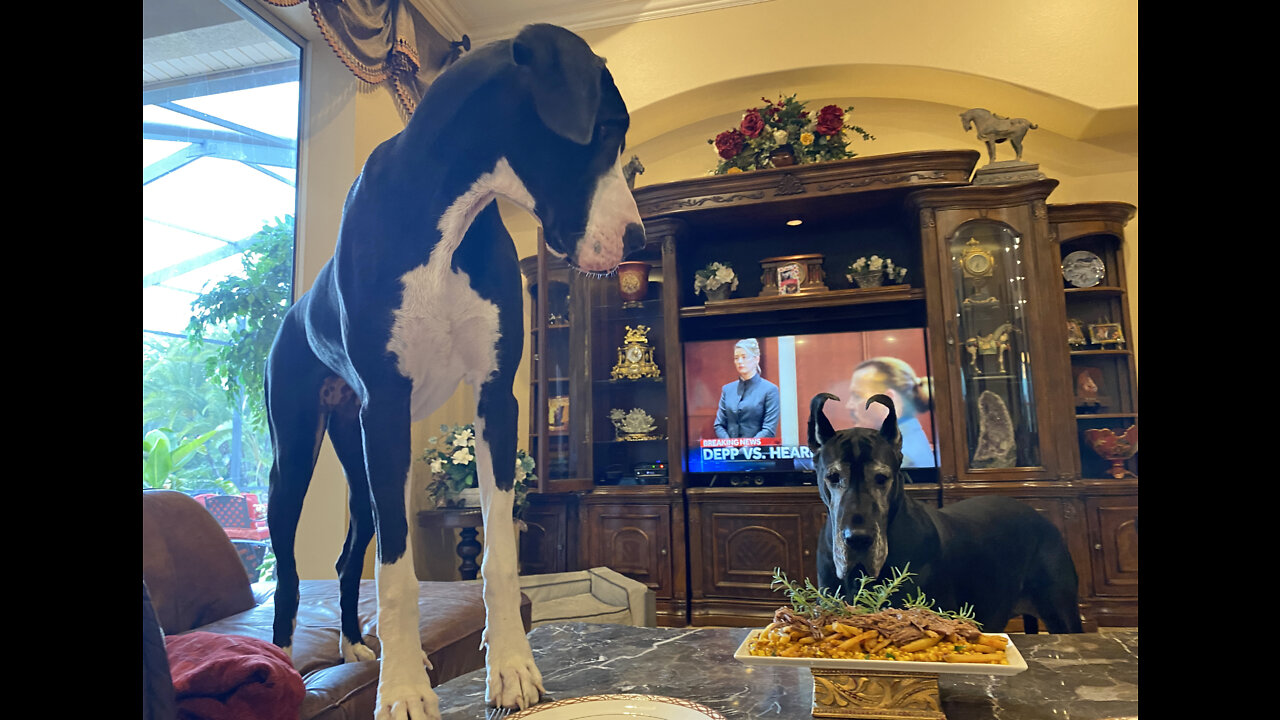 Pot Roast Makes Great Dane Forget Her Table Manners