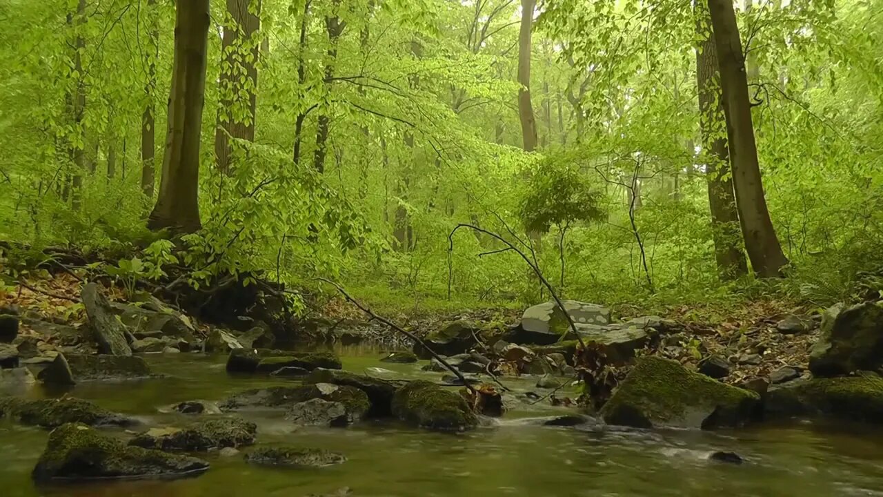 The noise of a forest stream for sleep and relaxation. Forest stream.