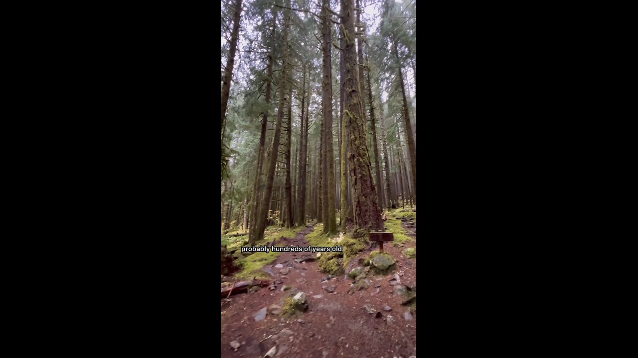 Hiking to Sol Duc Falls / Olympic National Park #explore #hiking #forest