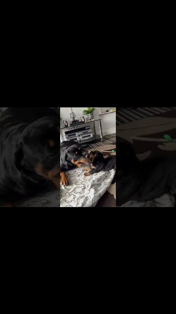 Puppies play fighting 🤣 #Shorts #rottweiler #rottie