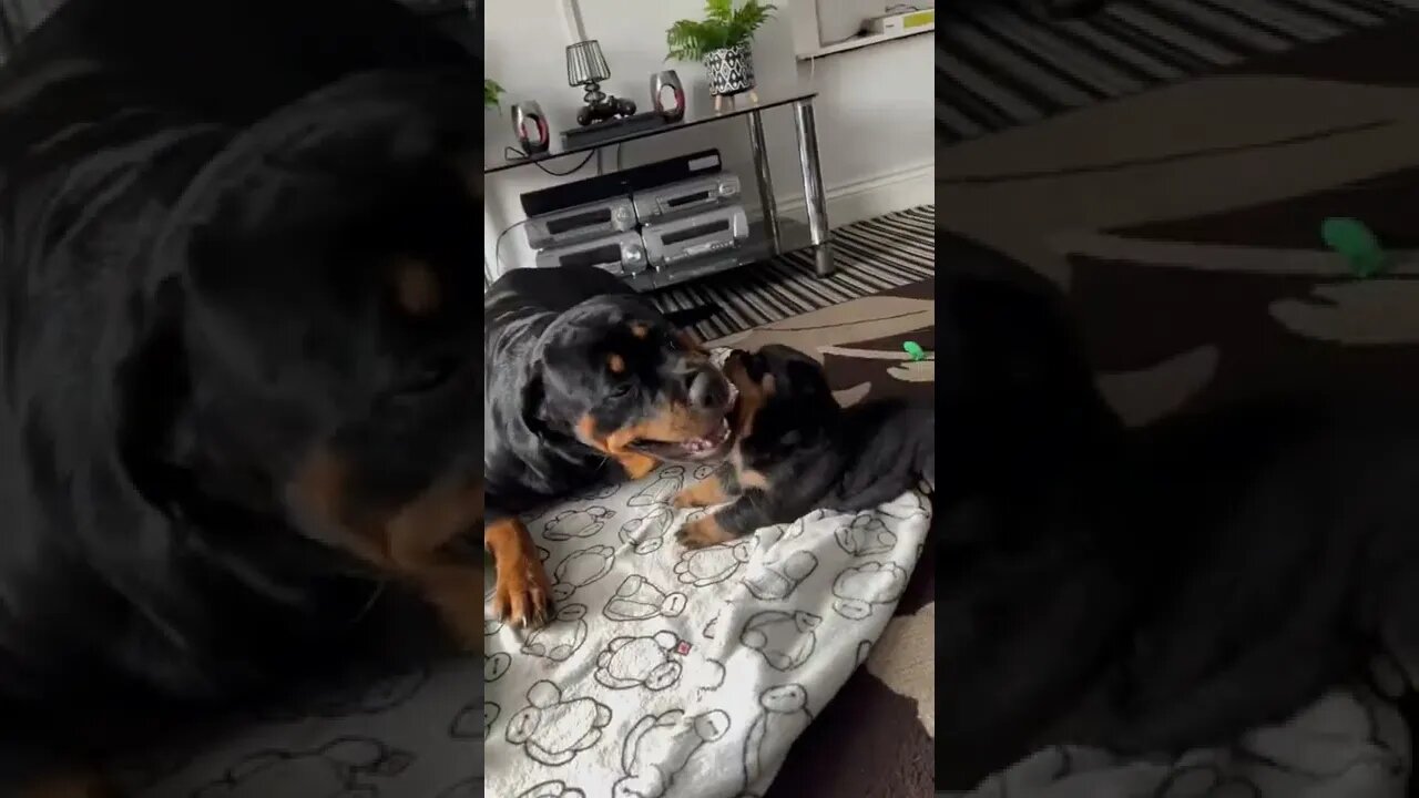 Puppies play fighting 🤣 #Shorts #rottweiler #rottie