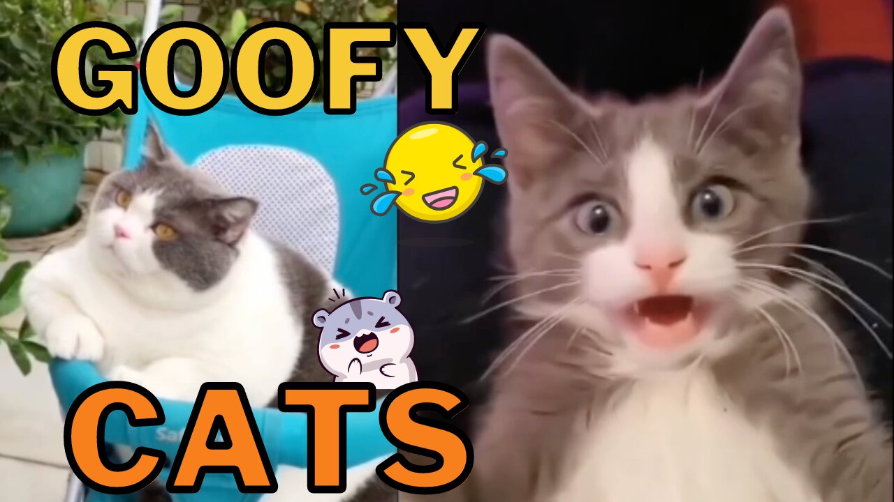 Goofy Cats Compilation Vol. 3 - Silly Kitties That Will Make You Laugh