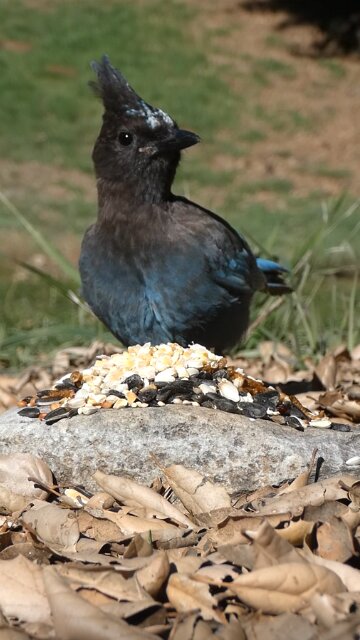 Steller's Jay 🐦Morning Seed Surprise