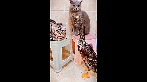 Cats 🐈 vs Ducks