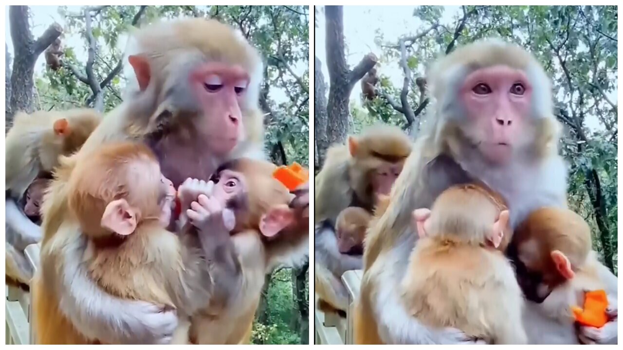 The Twin Monkey Are Lucky, They Have A Good Mother