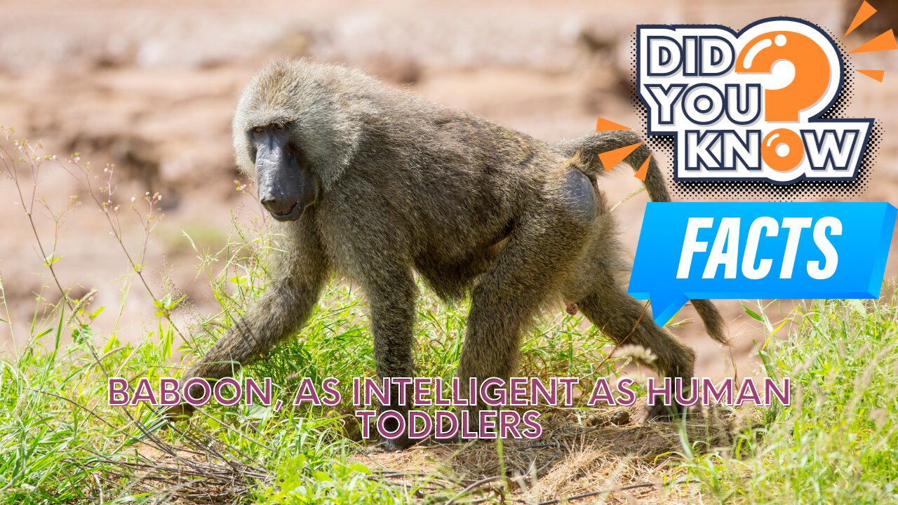 Interesting facts about Baboons