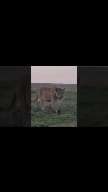 Maasai Mara Sightings Today 18/08/21 (Lions, Cheetah, Leopard, etc) | Zebra Plains | #shorts