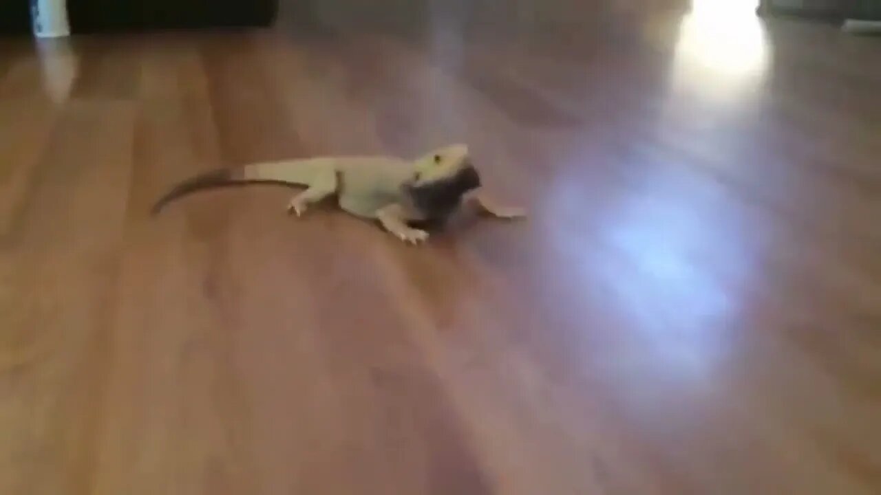 Intense Beared Dragon moving on floor
