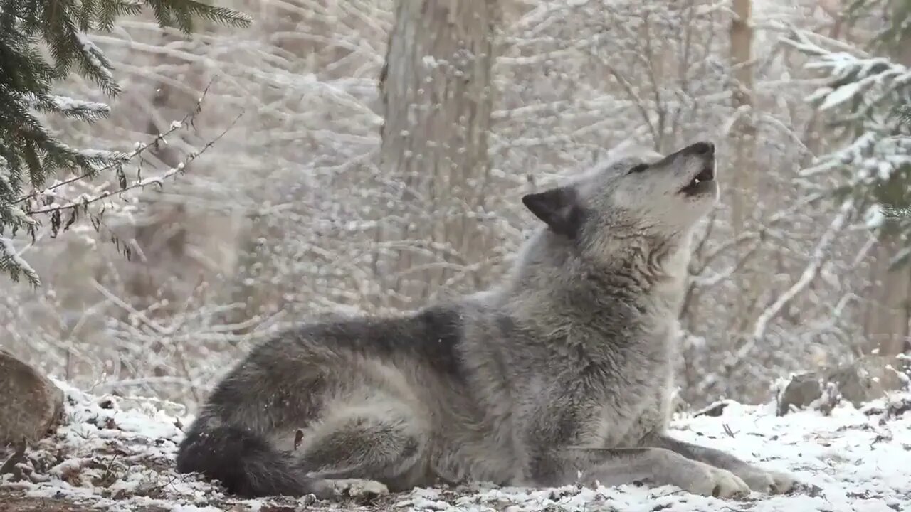 Grey wolf's howl prompt response from entire forest