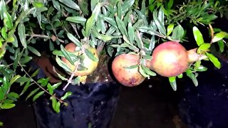 frutífera produzindo em vaso graviola romã goiaba roxa tailandesa paluma café limão siciliano...