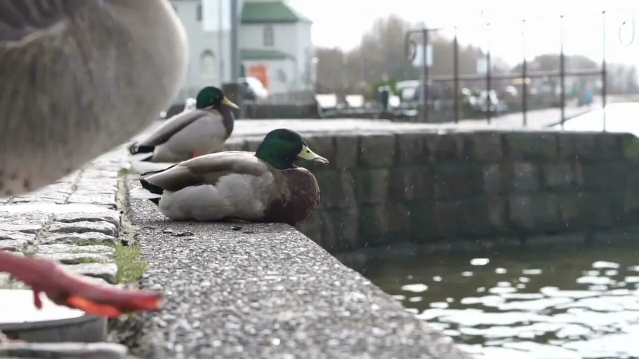 Mallard Duck at lake under rain slow motion