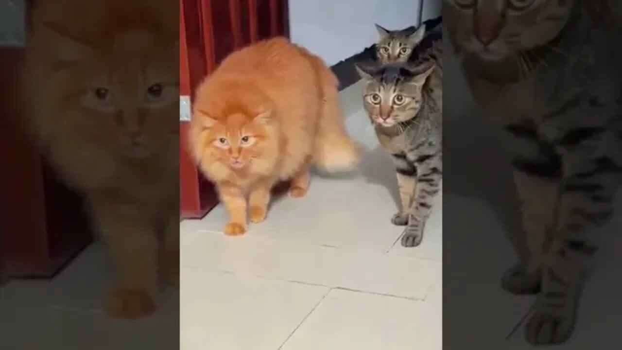 When a dog comes the cat reacts 😥😥#pet #catlover #cats #petlover #funnyvideos #lovely #shorts