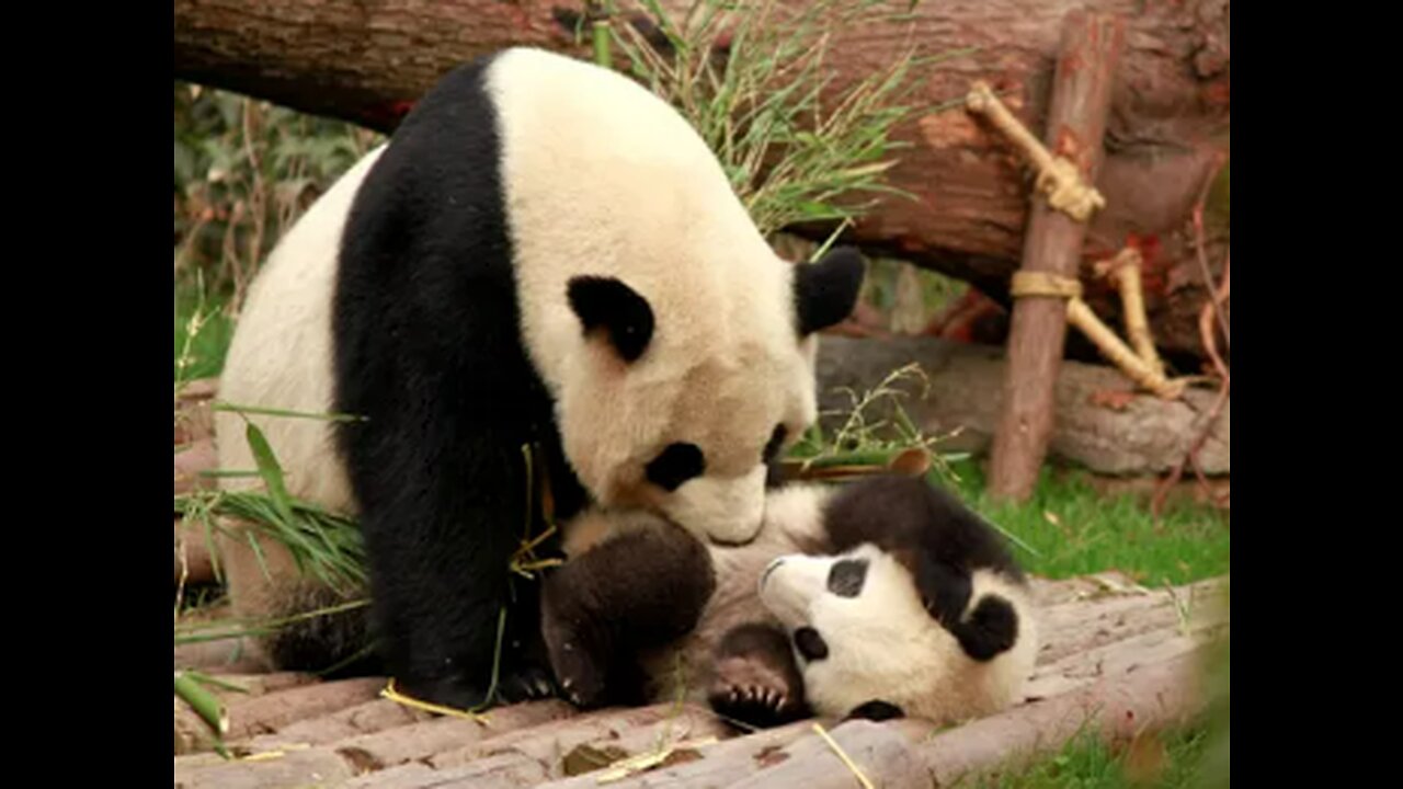 FUNNY PANDAS!