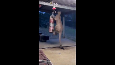 Kangaroos Tail