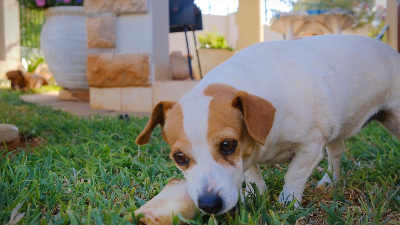 Puppy Enjoying A Big Bone