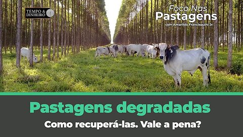 Pastagens degradadas . Como recuperá-las. Vale a pena? Acompanhe Foco nas Pastagens