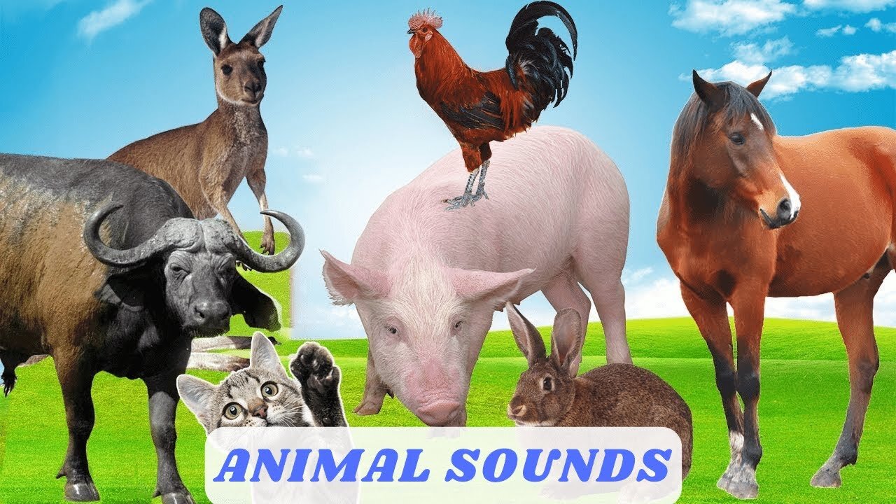 Funny Animal Sounds: Zebra, Giraffe, Panda, Dog, Tiger,Elephant Cute Little Animal by Singing cock