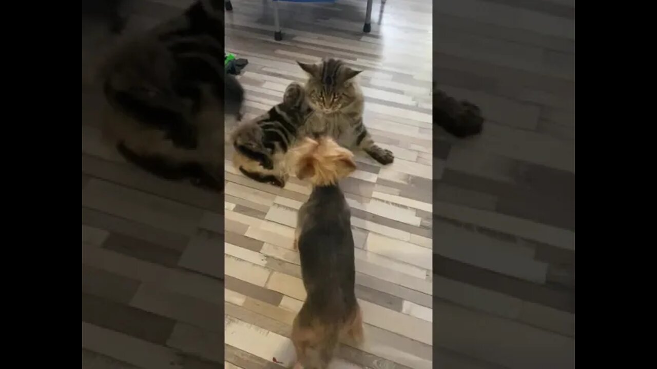 kucing 😳