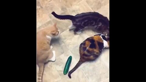 Funny Moments cat and dogs let's enjoy it😄😄😄