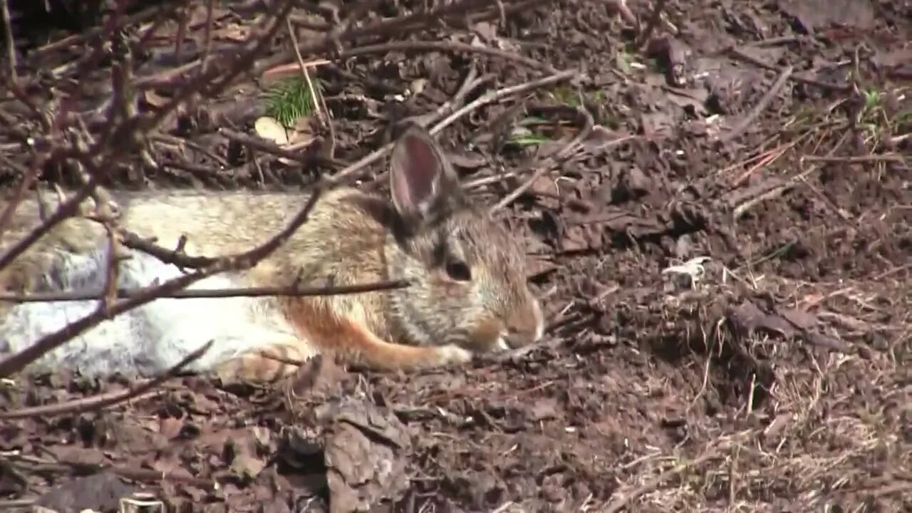 DELIVERED THOUSANDS OF EGGS TAKING A NAP.