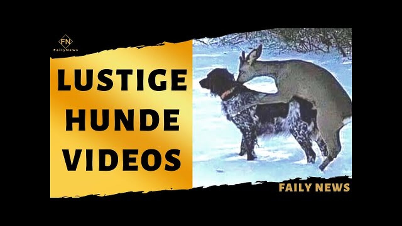 lustige Tiervideos Hunde