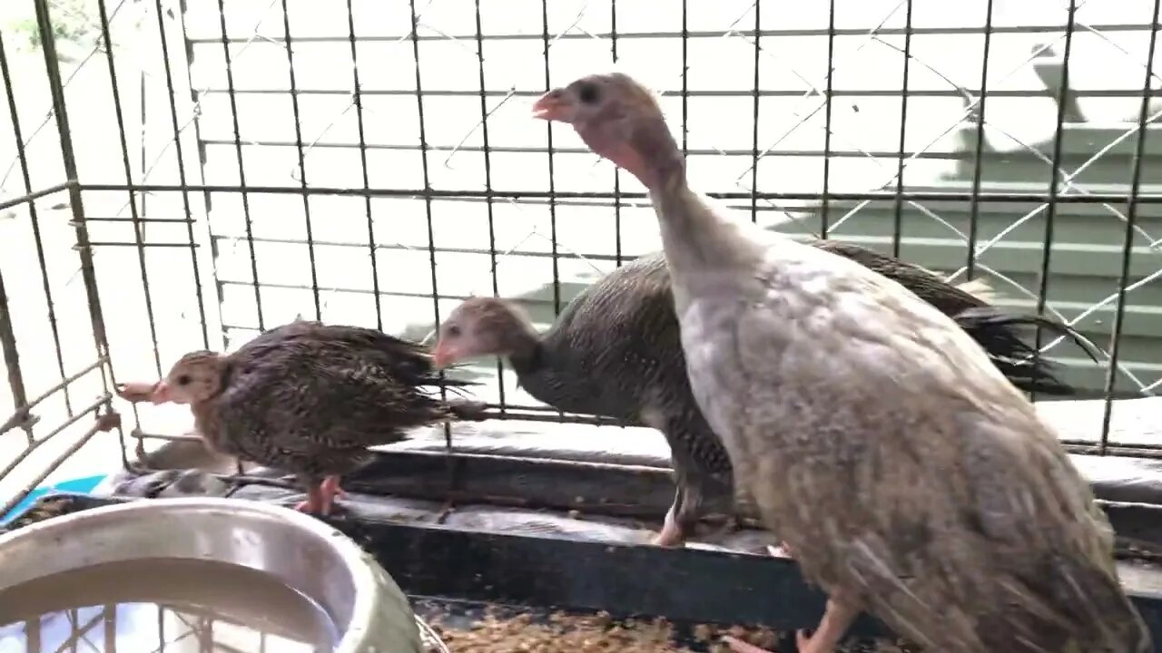 8 week old female guinea fowl keet call