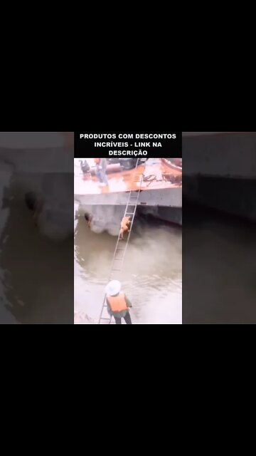 cachorro subindo escada para entrar no barco
