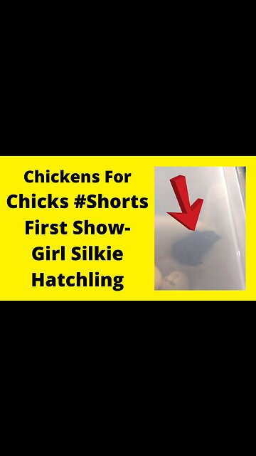 Very First Showgirl Hatchling #shorts